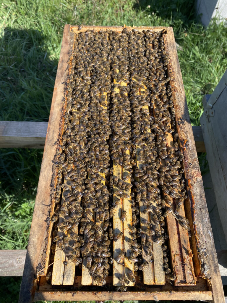 Essaims d'abeilles sur les ruches de Nos Abeilles Disent Miel