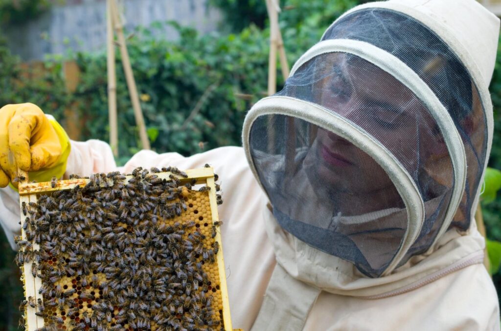 Louis-Alexandre Durris, Apiculteur récoltant, créateur de Nos Abeilles Disent Miel.