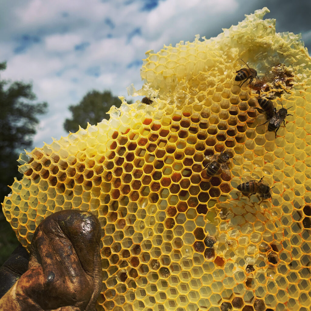 Photo des alvéoles et des abeilles produisant le miel de Nos Abeilles Disent Miel