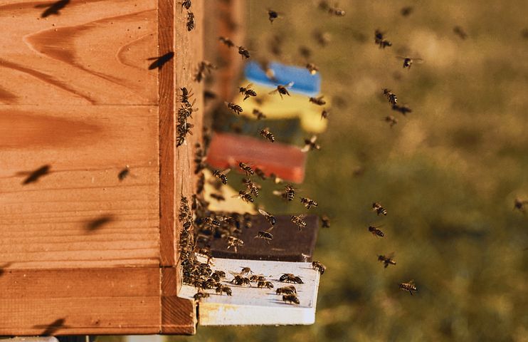 Photo d'abeilles volant autour de plusieurs ruches.