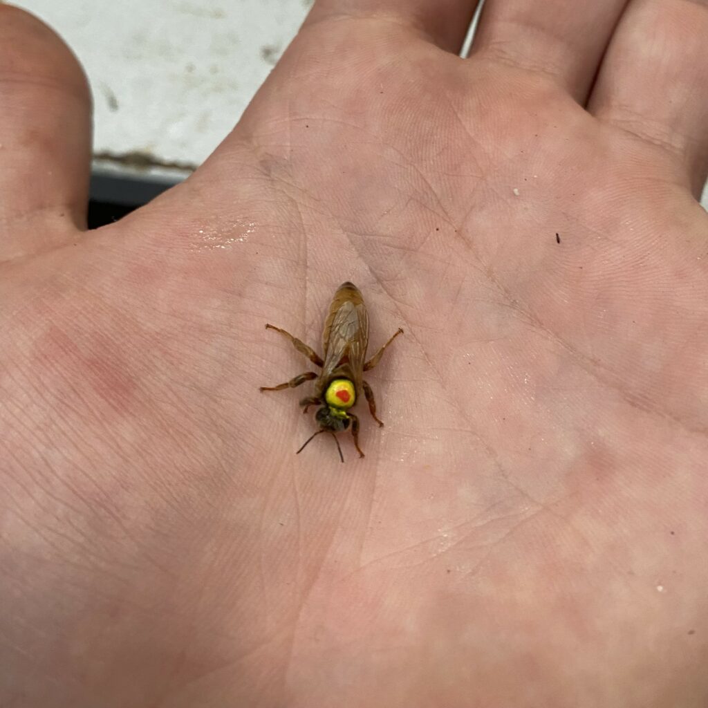 Photo d'un abeille reine marquée