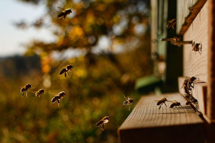 Photo d'abeilles rentrant dans une ruche.