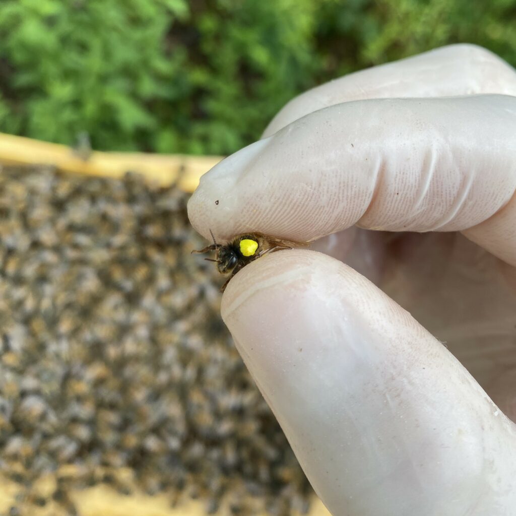 Photo d'une abeille reine appartenant aux ruchers de la Loire