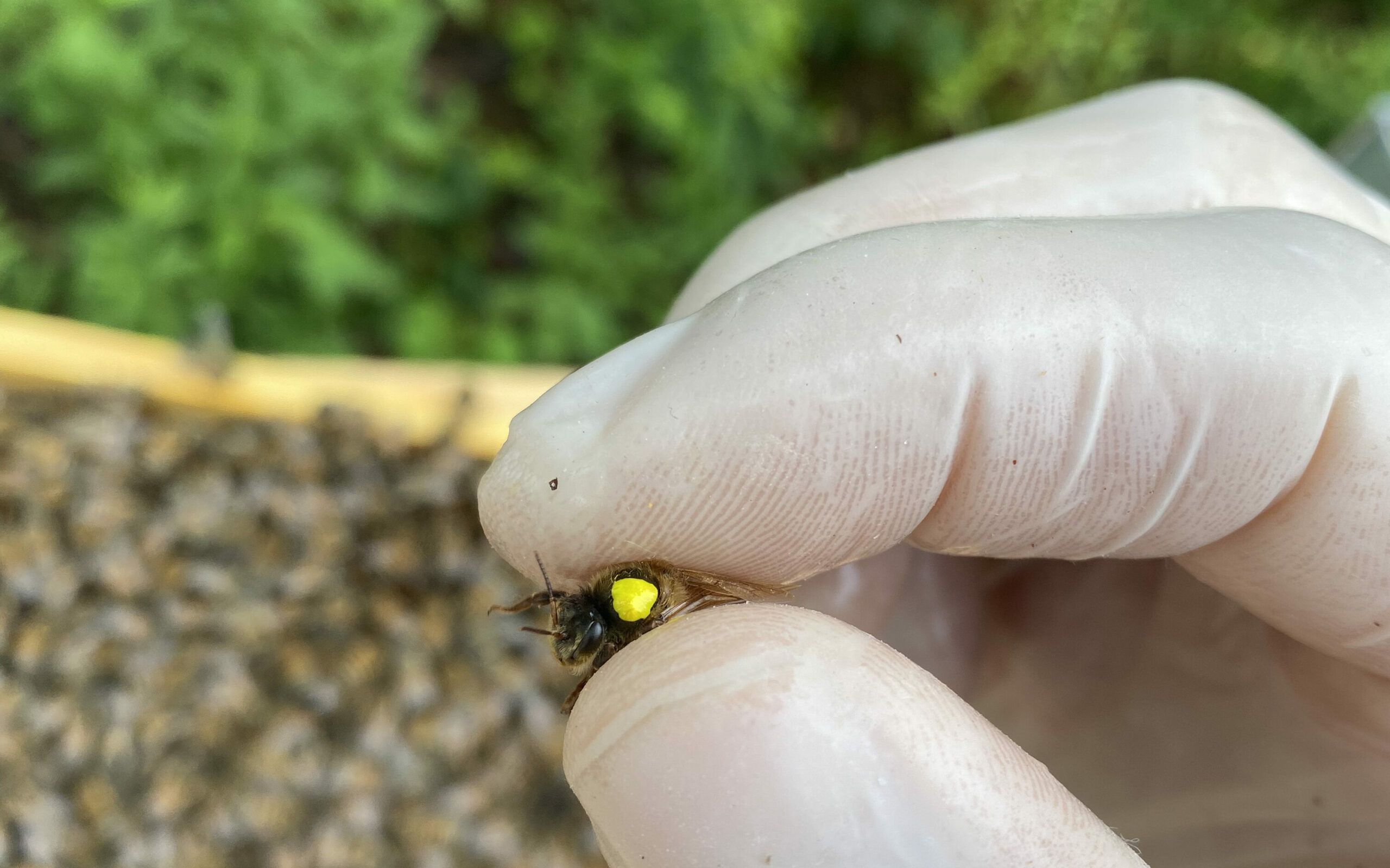 Photo d'une abeille reine de Nos abeilles disent miel