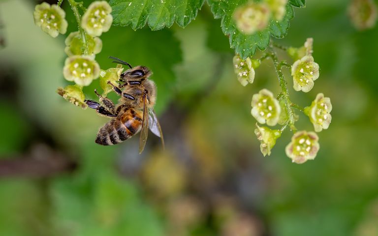 Photo d'une abeille butinant un fleur pour la page nous contacter du site Les ruchers de la Loire